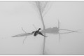 pescalis dans le brouillard